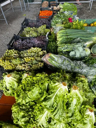 Câmbio Verde arrecada mais de 4,6 toneladas de recicláveis em ação no bairro Serra Alta