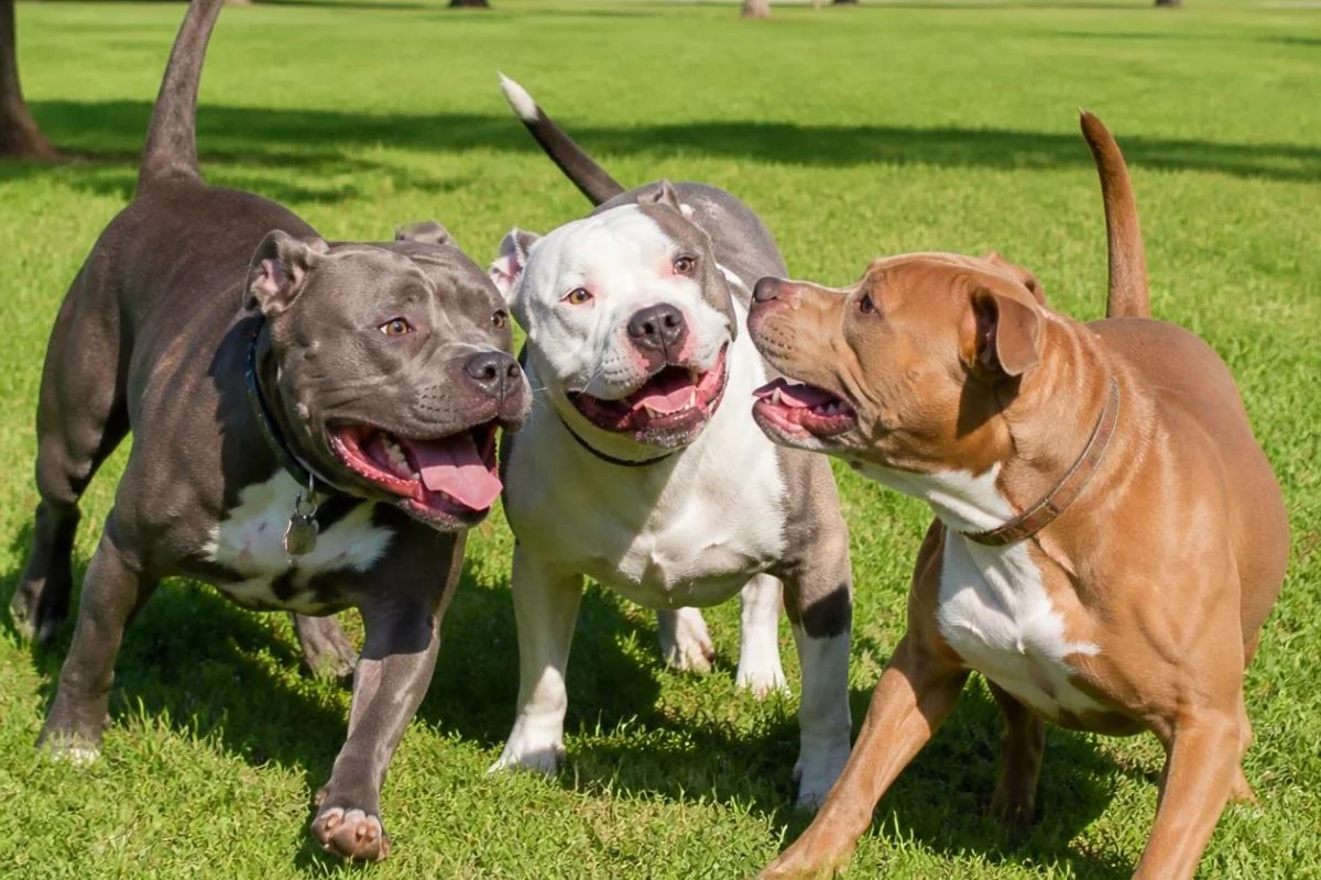 Tutor de pitbulls é condenado após ataque a mulher na região