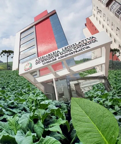 Nova lei amplia transparência na classificação e venda do tabaco em Santa Catarina