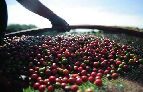 Imagem para matéria Café arábica registra queda de 0,31% no preço da saca de 60 quilos 