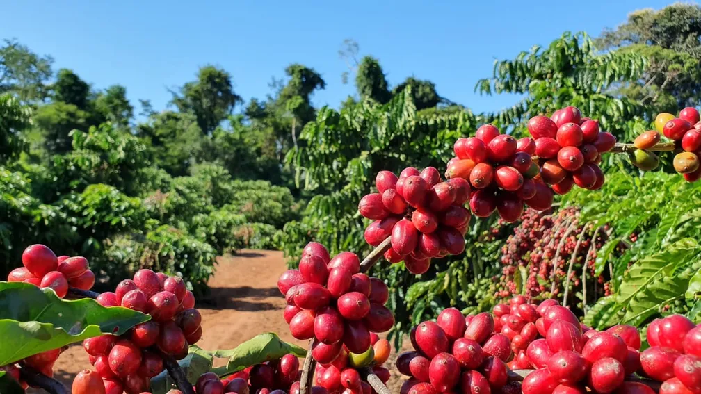 Imagem para matéria Café tem alta no preço, com arábica negociado a R$ 2.199,09, em São Paulo 