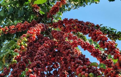 Imagem para matéria Café arábica tem alta e saca de 60 kg custa R$ 2.090,65 