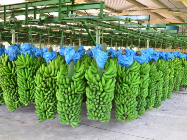 Imagem para matéria Santa Catarina registra desvalorização no preço pago ao produtor da banana-caturra 